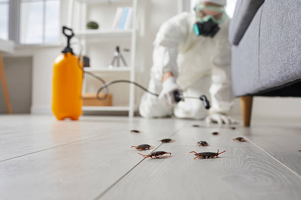 Post-Treatment Bed Bug Interceptor Monitoring in Eastvale